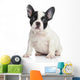 French bulldog puppy Wall Decal