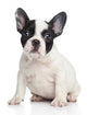 French bulldog puppy Wall Decal