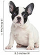 French bulldog puppy Wall Decal