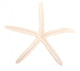 White Finger Starfish Wall Decal