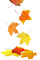 Autumn Maple leaves Wall Decal