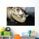 Horse Hoof Cut