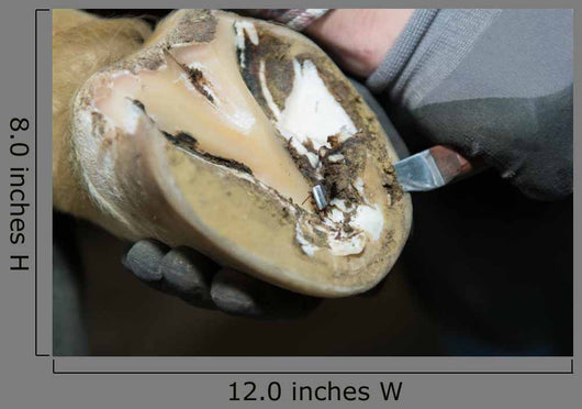 Horse Hoof Cut