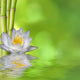 Nenufar with Bamboo and