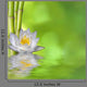 Nenufar with Bamboo and