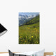 Wild Flowers in Swiss Alps Wall Mural