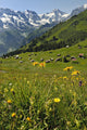 Wild Flowers in Swiss Alps Wall Mural