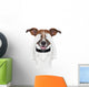 Hiding Covering Eye Dog