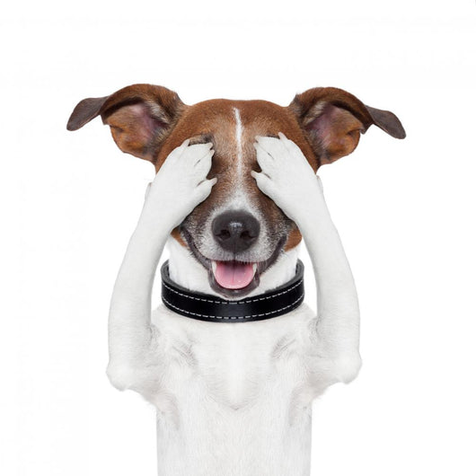Hiding Covering Eye Dog