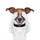 Hiding Covering Eye Dog
