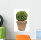 Boxwood or Buxus Plant