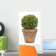 Boxwood or Buxus Plant