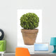 Boxwood or Buxus Plant