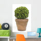 Boxwood or Buxus Plant
