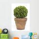 Boxwood or Buxus Plant