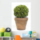 Boxwood or Buxus Plant