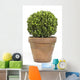 Boxwood or Buxus Plant