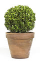 Boxwood or Buxus Plant