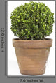 Boxwood or Buxus Plant