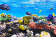 Coral and Fish Red
