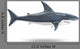 Shark Wall Decal