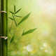 Natural Zen Backgrounds with