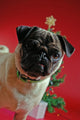Pug in Front of a Christmas Tree Wall Mural