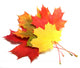 Maple leaves - autumn color. Wall Decal