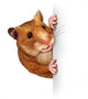 Hamster Holding A Blank Card Wall Decal