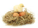 Beautiful Little Chicken Nest Wall Decal
