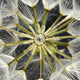 Close-Up of Dandelion Seed Head Wall Mural