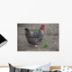 Hen Wall Mural