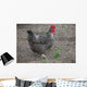 Hen Wall Mural