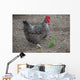 Hen Wall Mural
