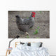Hen Wall Mural
