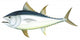 Atlantic Bluefin Tuna