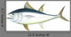 Atlantic Bluefin Tuna