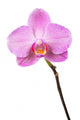 Purple orchid Wall Decal