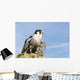 Peregrine Falcon Wall Mural