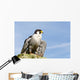 Peregrine Falcon Wall Mural