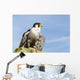 Peregrine Falcon Wall Mural