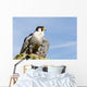 Peregrine Falcon Wall Mural