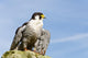 Peregrine Falcon Wall Mural
