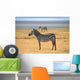 Zebra Posing and Curiously