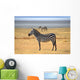Zebra Posing and Curiously