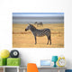 Zebra Posing and Curiously