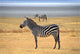 Zebra Posing and Curiously