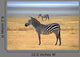 Zebra Posing and Curiously