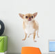 Fat Chihuahua