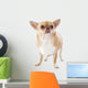Fat Chihuahua